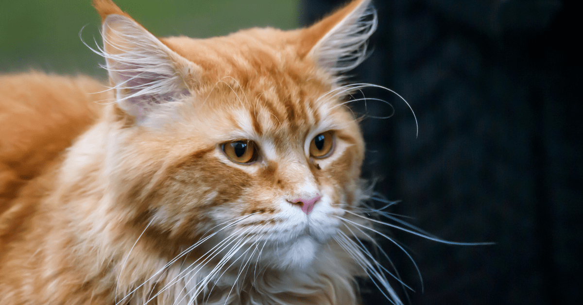 Giant Orange Siberian Cat Who Loves Human Food Hilariously Ruins