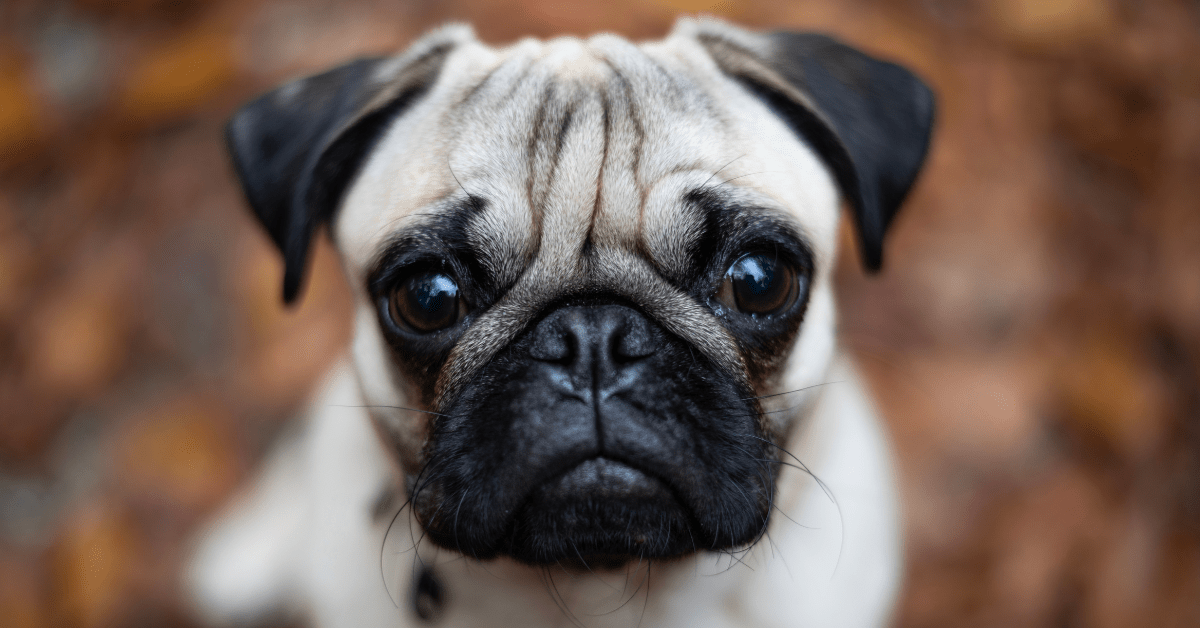 Dog Mom Shares Hilarious Trick for Pugs Who Hate Being Brushed and It ...