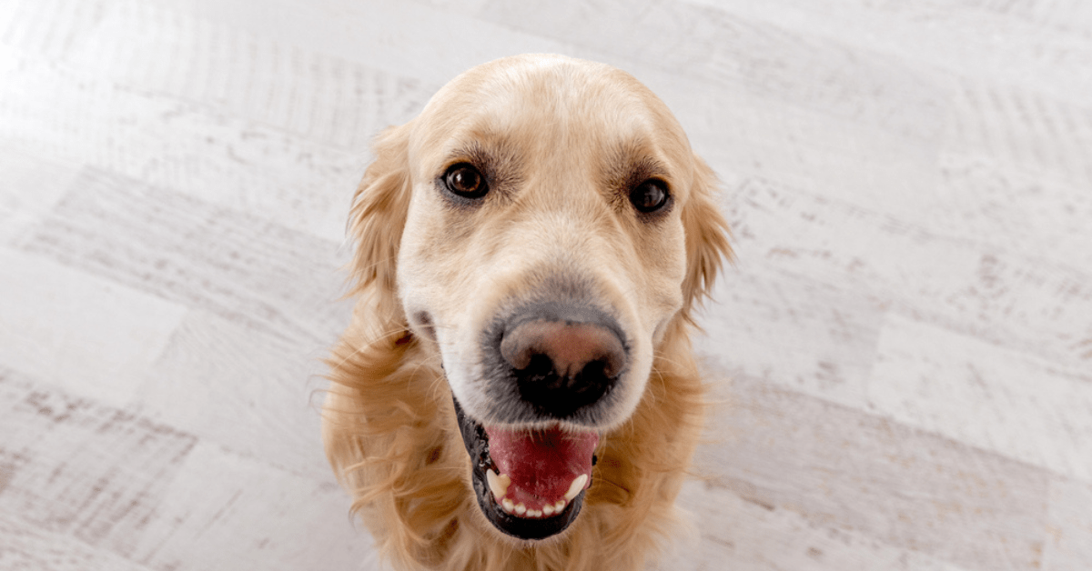 Golden Retriever Does Happiest Little Waddle Upon Seeing Parents at Pet ...