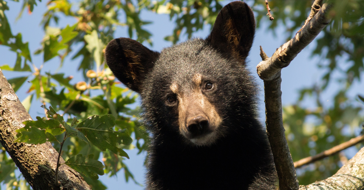 Black Bear at Oregon Zoo Splashing in His Water Pool Is the Best ...