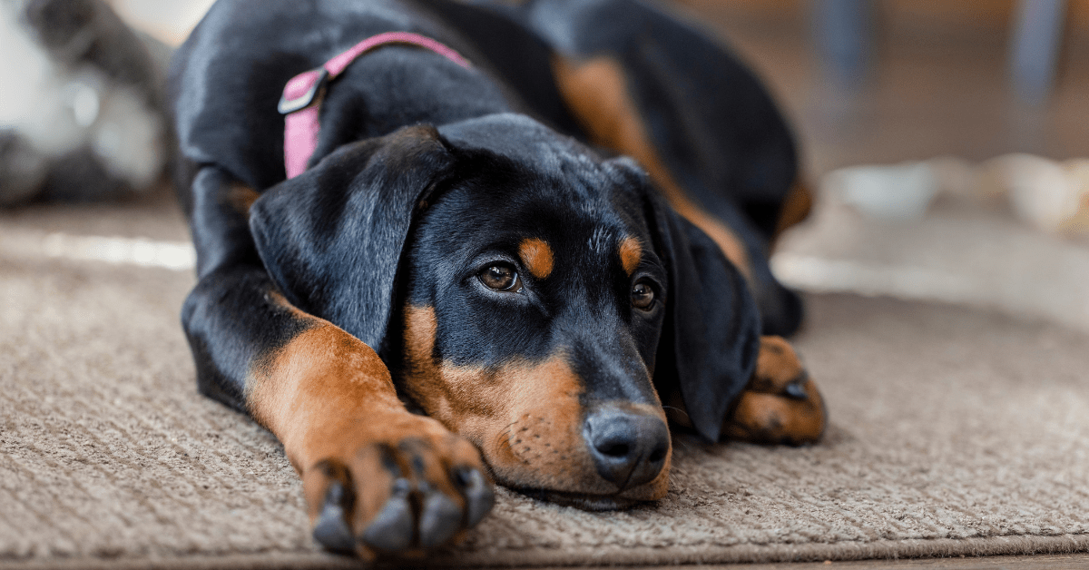 Sad Doberman Instantly Lights Up with Smiles After Being Pulled From ...