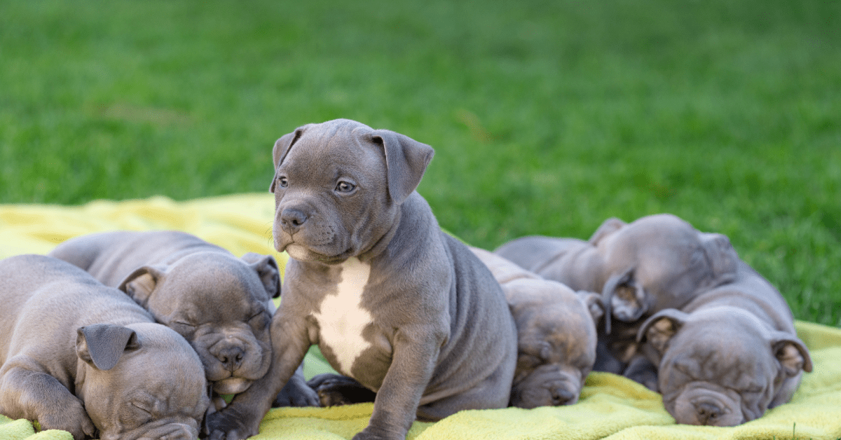 Pit Bull's Gentle Tail Wags While Meeting Foster Puppies Are Warming 