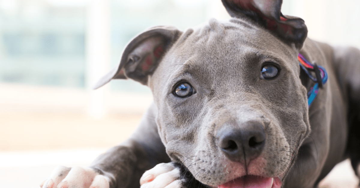 Pit Bull Puppy's Sweet Tail Wags Over Birthday Treat Are Totally 