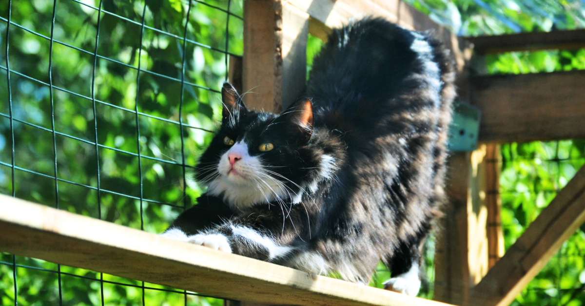 Cat Mom's Fancy DIY Catio Is a True Kitties' Paradise - Parade Pets