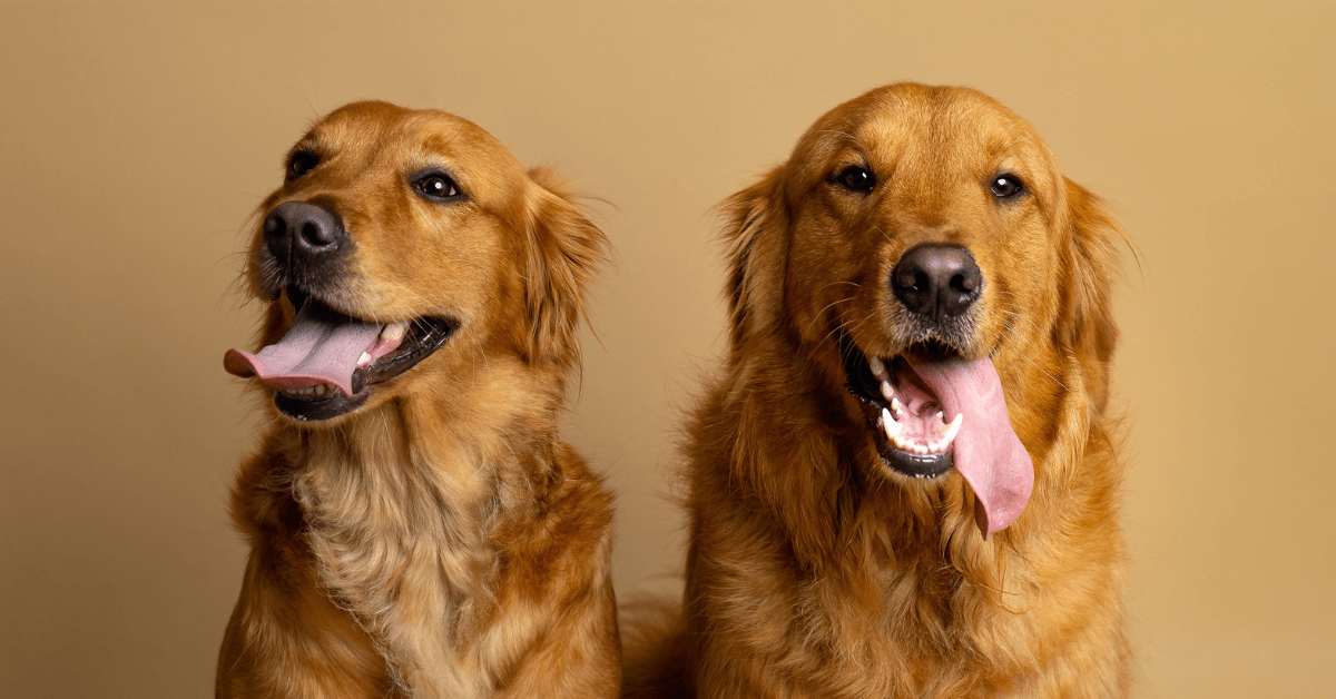 Golden Retrievers Join In For Toddler's Bedtime Story In Moment Of Pure 