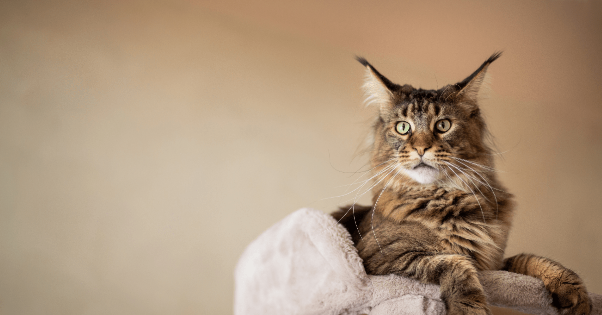 Mom Describes Enchanting Ways Maine Coons Are a Delightfully 'Dangerous