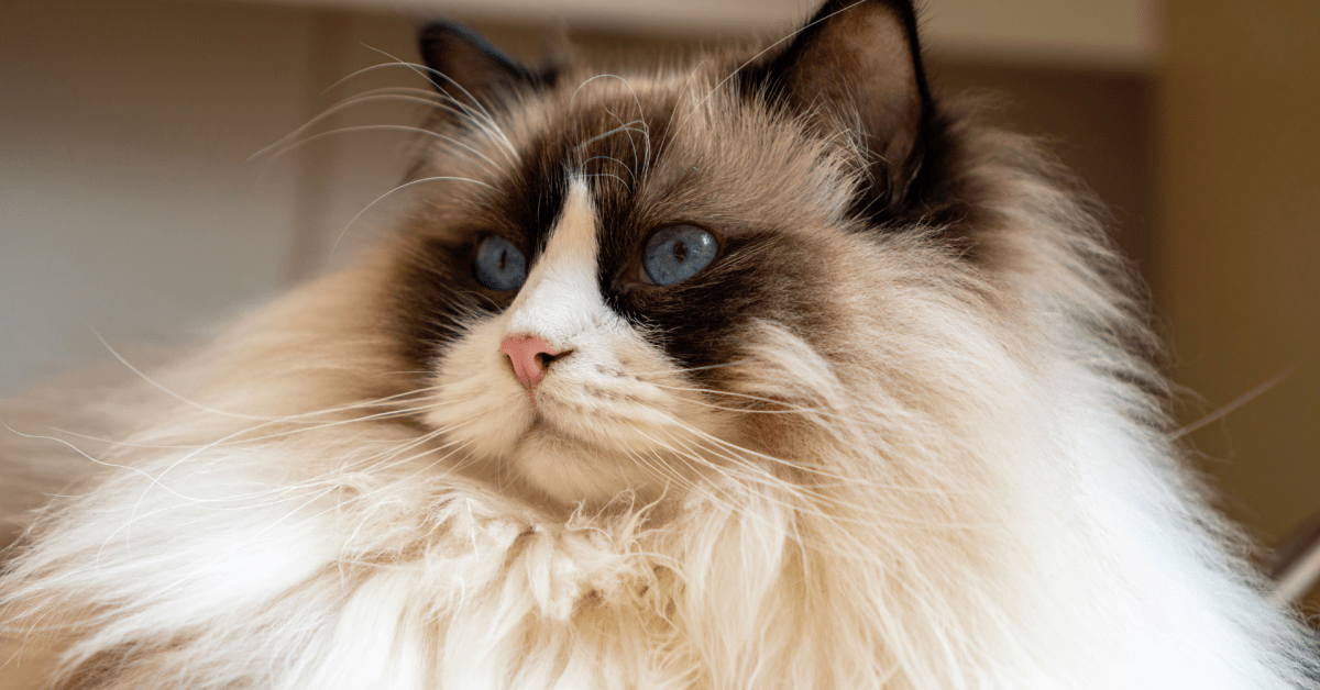 Cat Breeds Dominating the 'Most Popular' List All Have One Thing in ...