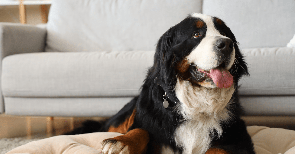 CarrotCraving Bernese Mountain Dog Turns Into 'Veggie Bandit' In