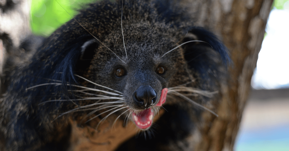 Nashville Zoo Celebrates Unique 'Vulnerable' Mammal Species That Smells
