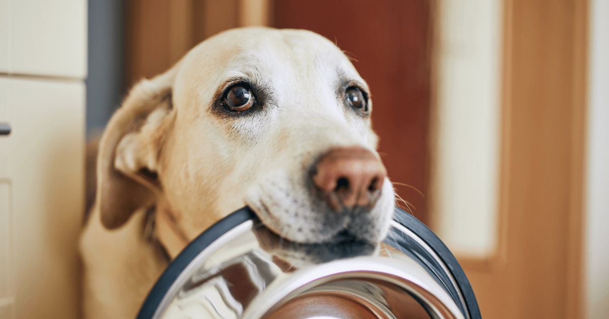 New Study Reveals How Much It Costs to Feed a Dog for a Year and It's