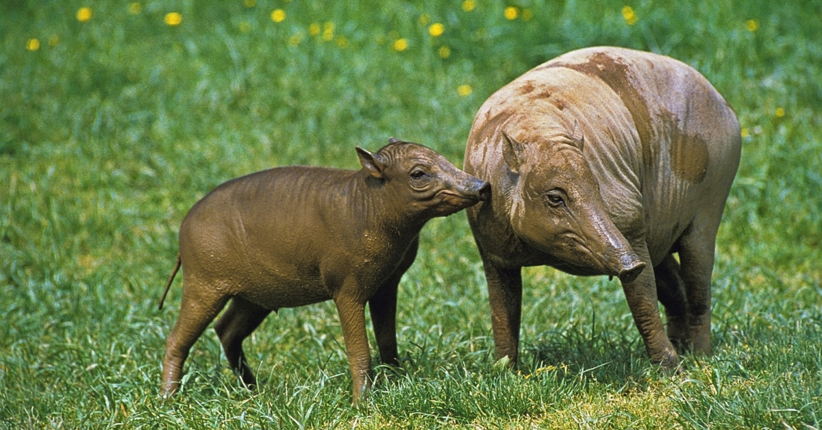 baby babirusa