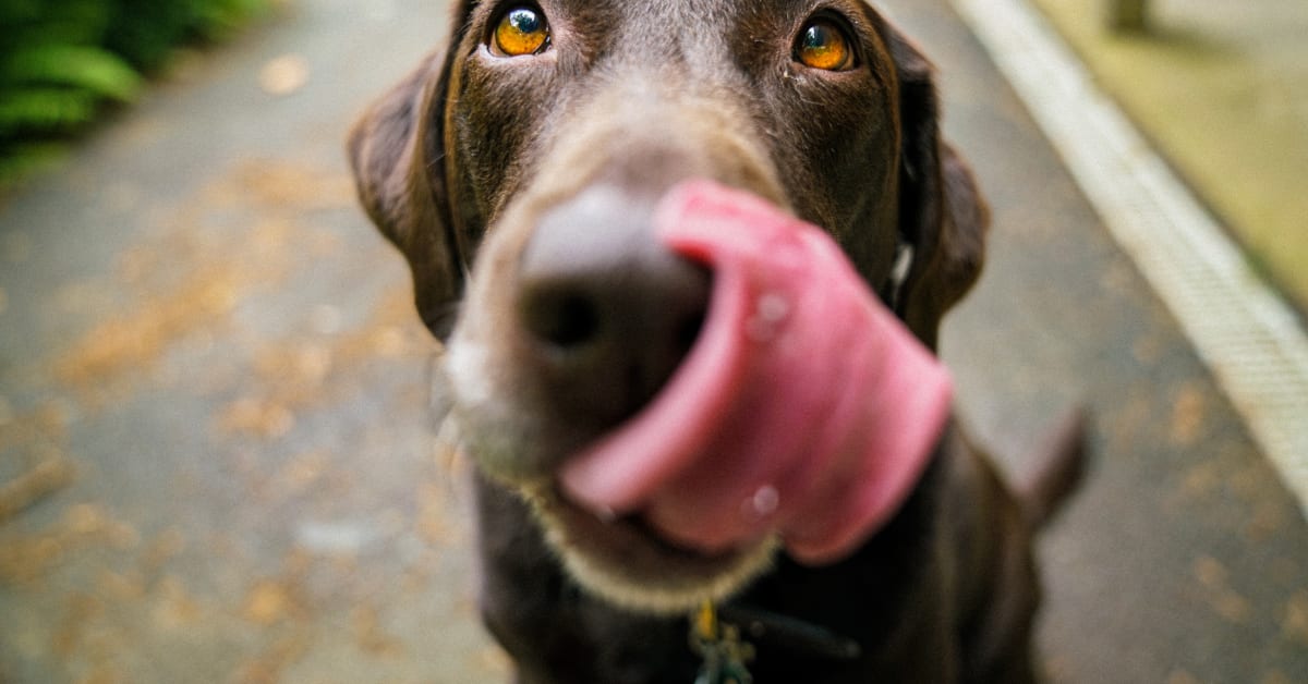 Dogs peanuts sales