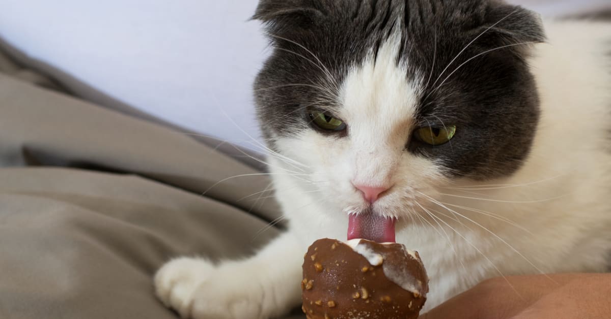 Tiny kitten eating tiny ice cream clearance