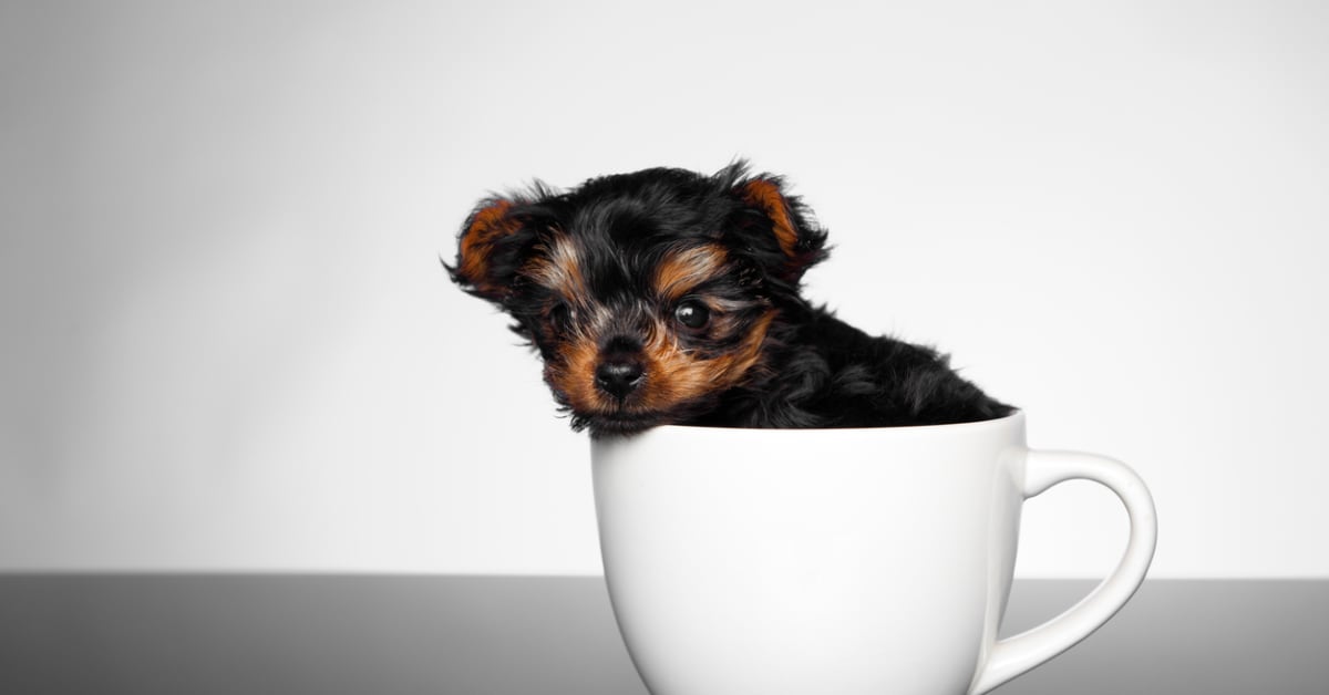 Mini teacup yorkies for sale sale