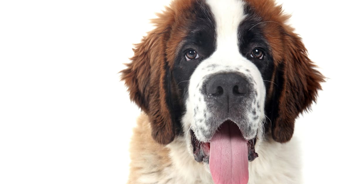 50 Large Dog Breeds Full of Big Love Parade Pets