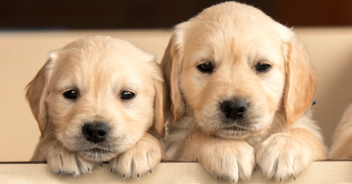 35 Cutest Dog Breeds of All Time Parade Pets