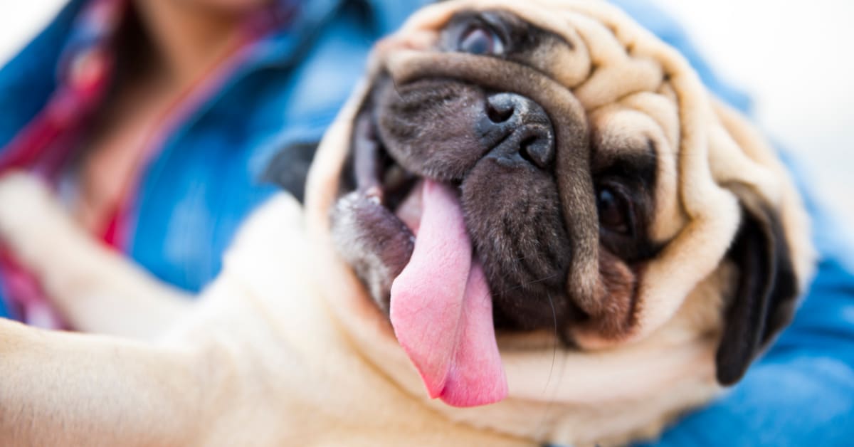 30 Low Maintenance Dog Breeds for First Time Owners Parade Pets