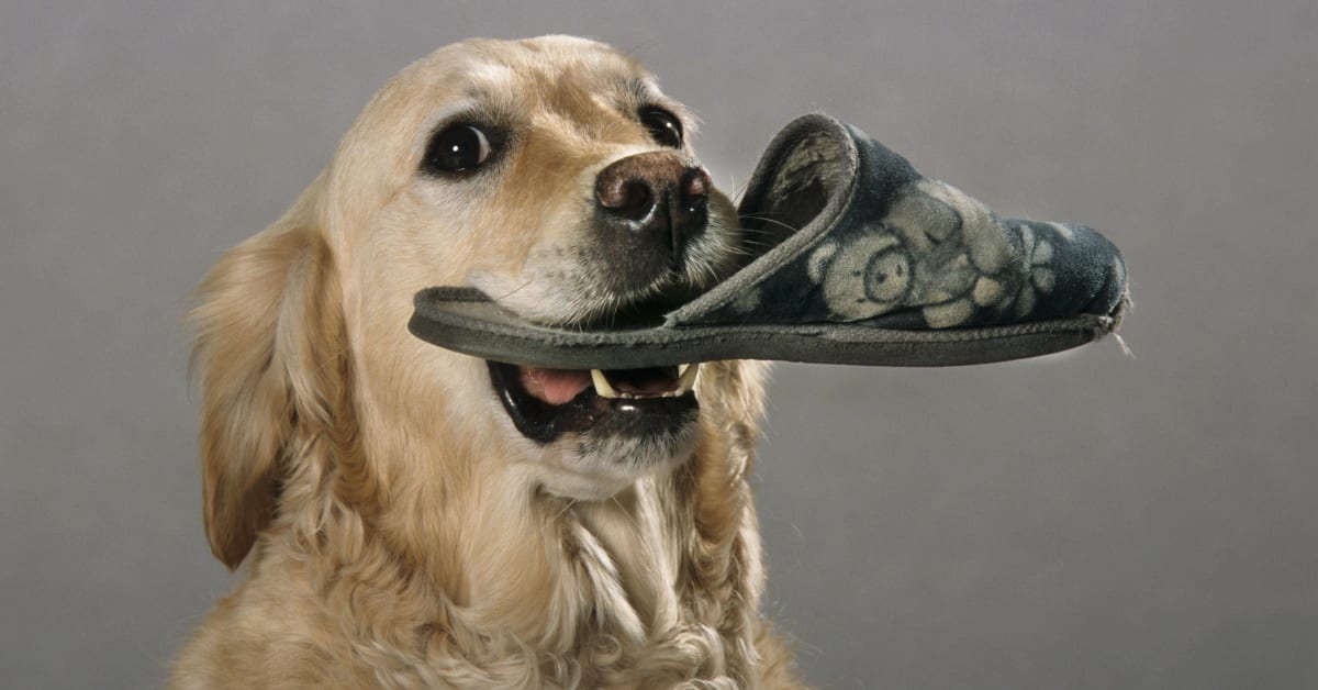Dog steals shoes clearance