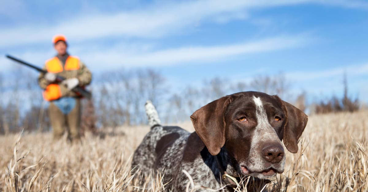 Pointer deals hunting dog