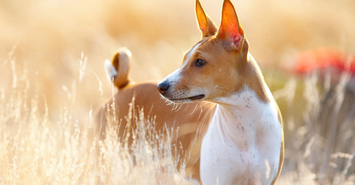 Little dogs that look like foxes on sale