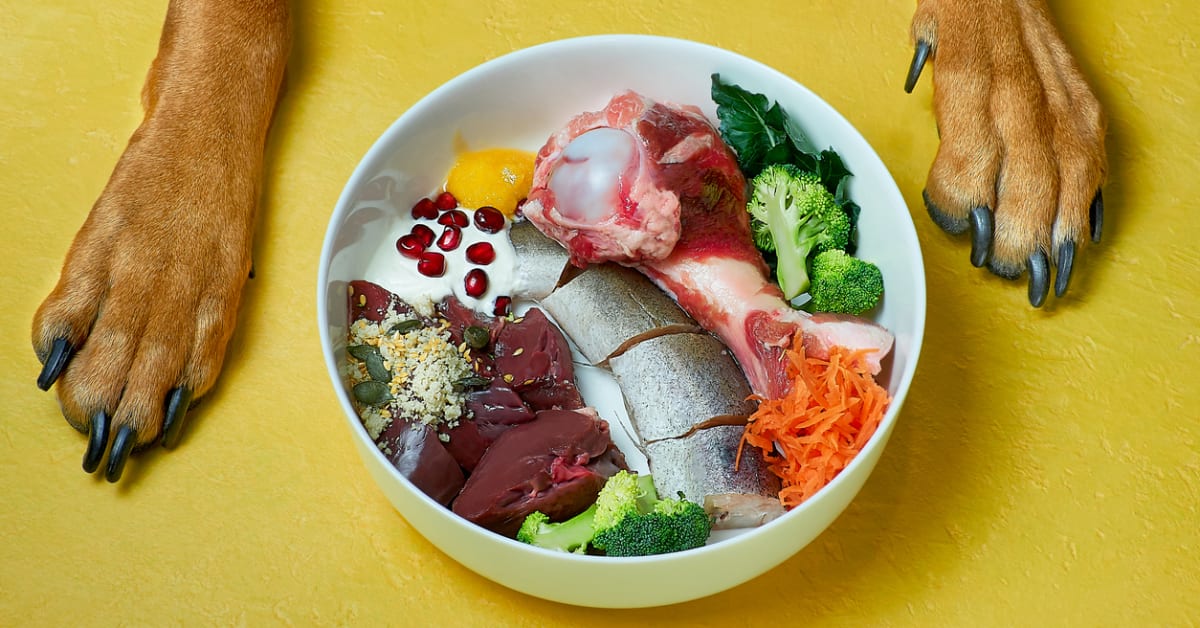 Raw Food Diet for Dogs Is It Safe Parade Pets