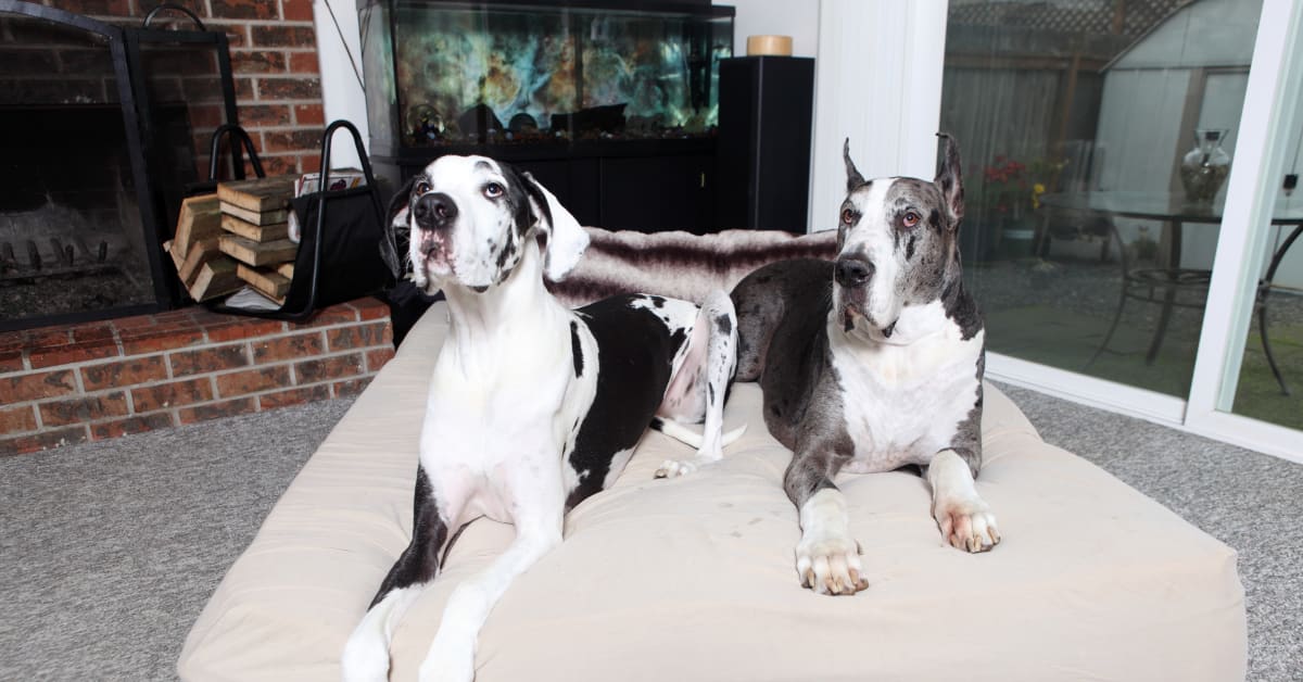 Great dane dog gate 2025