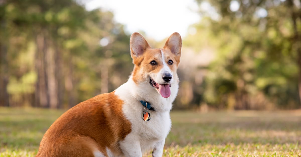 Cute corgi costumes top