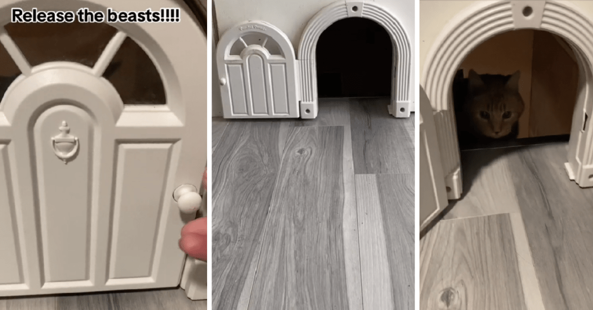Cat door shop to basement