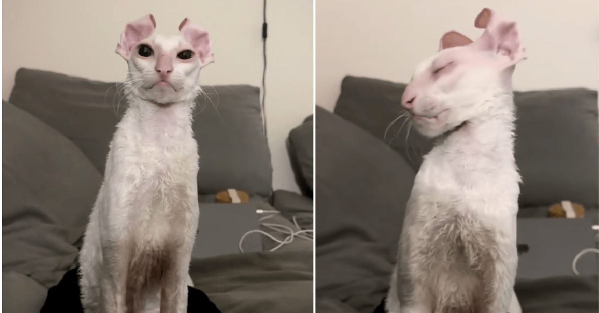 Unusual deals looking cats