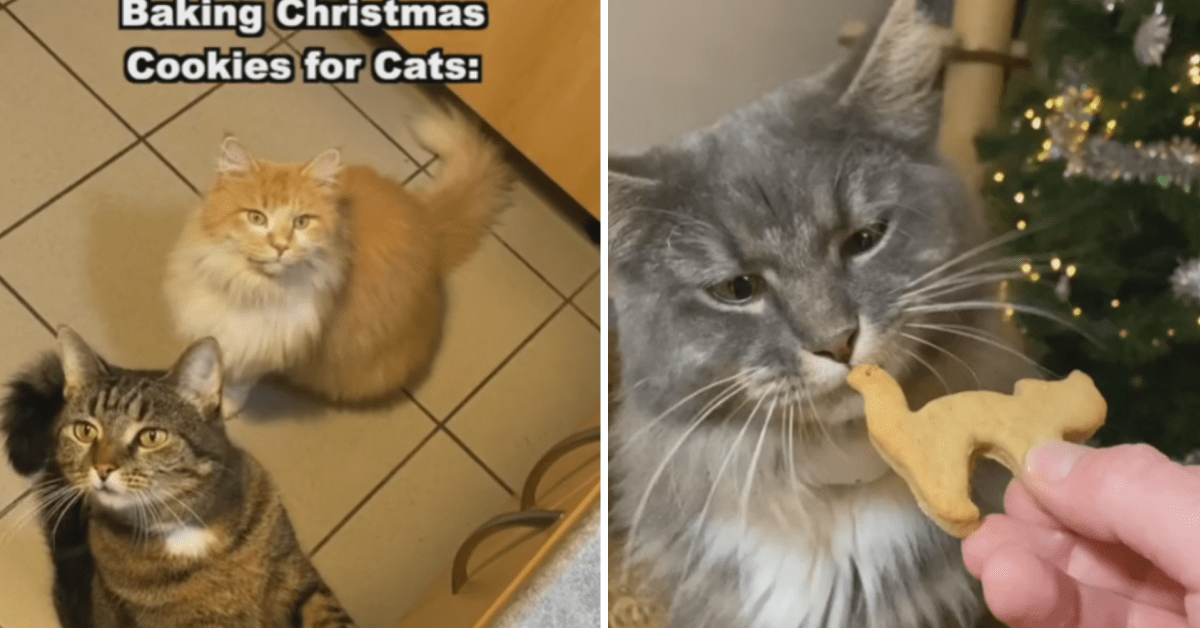 Cookies online for cats