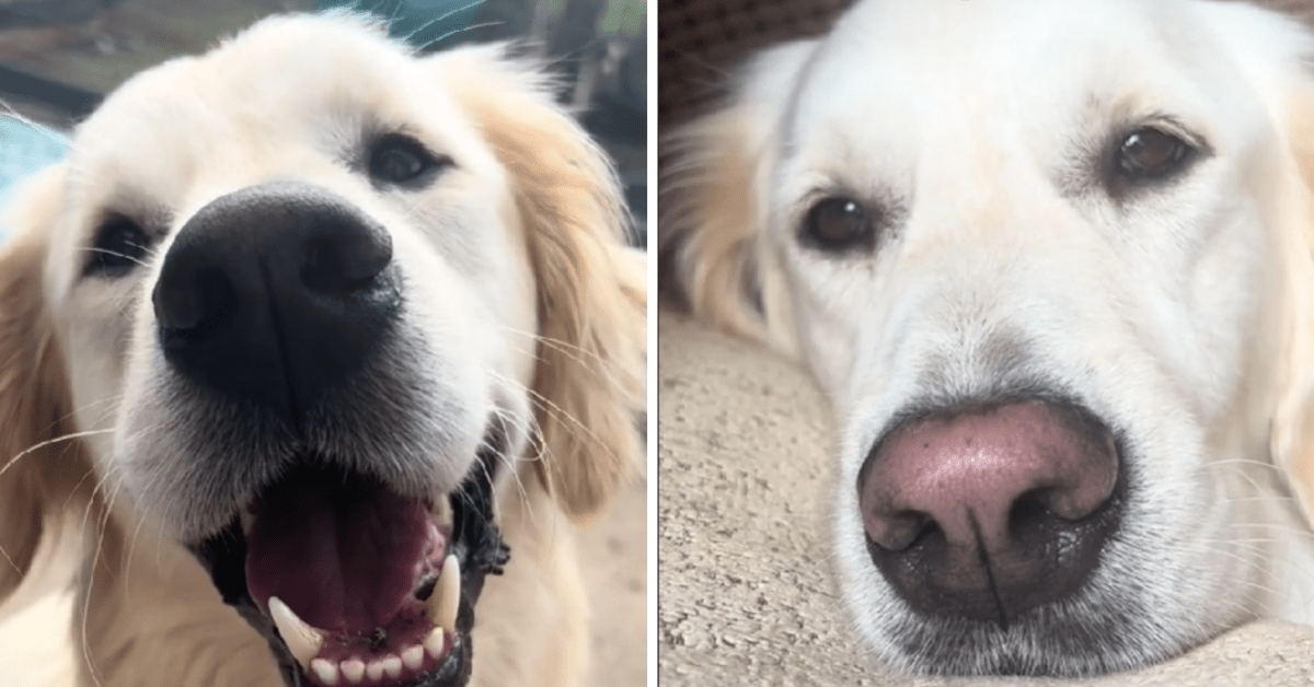 Golden Retriever Explains Why Her Snoot Turns Pink When It s