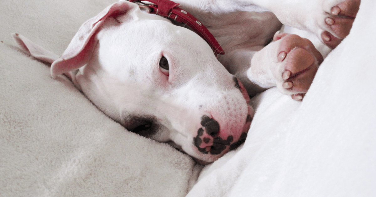 Pitbull beds shop