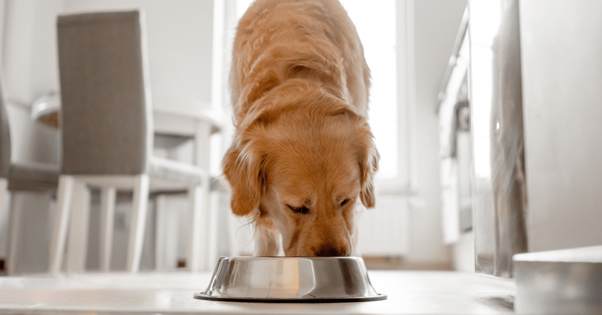 Fda dog warning online