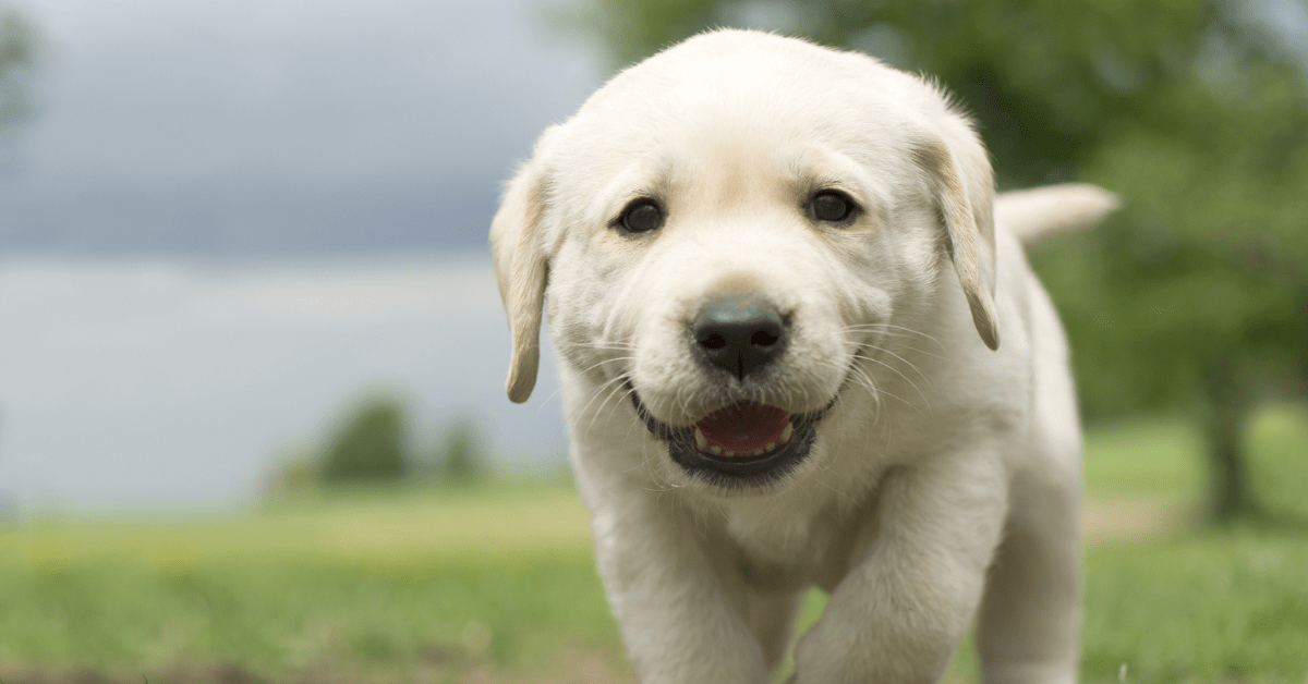 Tiny Labrador Service Puppies in Training Are Stealing Hearts with Their Little Vests and Gentle Leaders Parade Pets