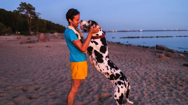 One of the biggest dog breeds, a Great Dane, hugging owner at the beach