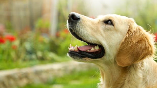 Golden Retriever's Epic Roll in the Mud Is the Gift That Keeps on ...