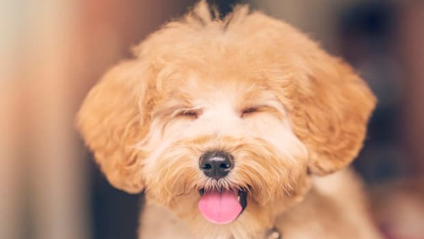 50 Best Small Dog Breeds — Cute and Popular Small Dog Breeds