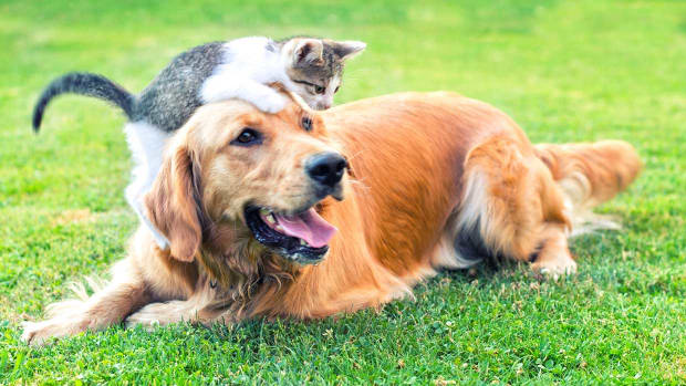 These Are the Most Popular Names for Dogs and Cats - Parade Pets