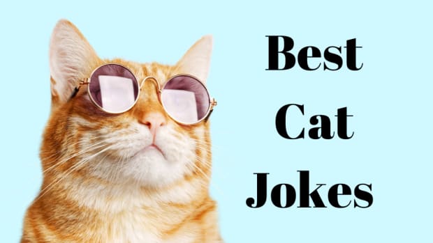 50 Cat Puns That Are Purr-fect - Parade Pets