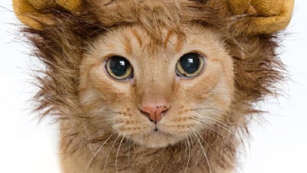 Cat Halloween Costume: Roar!

Etsy/PetKrewe