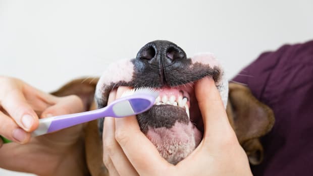 dog toothbrush