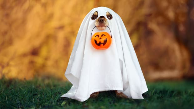 dog halloween ghost