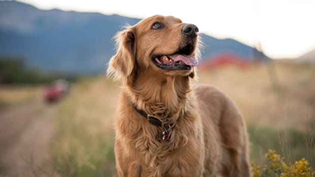 Golden retriever has cute reaction to his sister walking - Upworthy