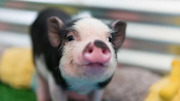 Baby piglet