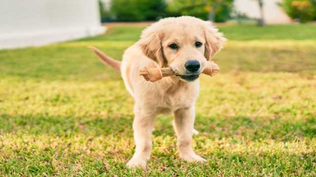 Golden Retriever Puppy Clings to 'Emotional Support Lamby' for Comfort ...