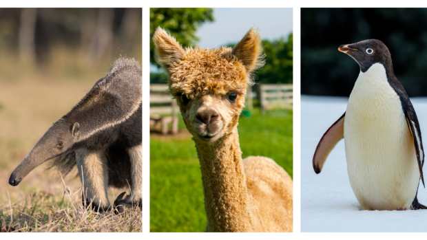 Animals that start with a including an anteater, alpaca and adelie penguin