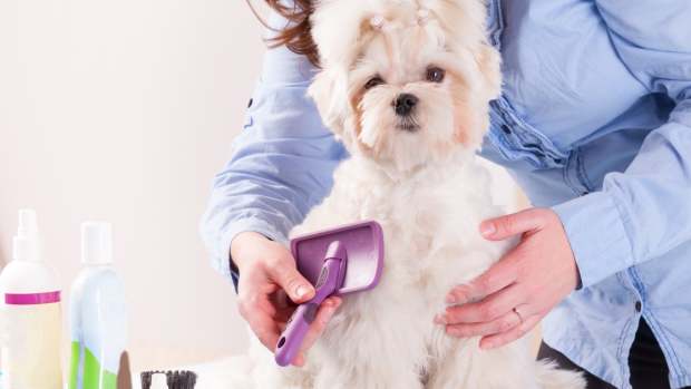 woman grooming dog at home