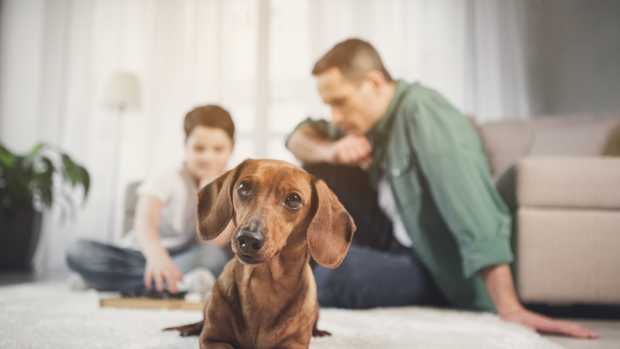 small dog in apartment