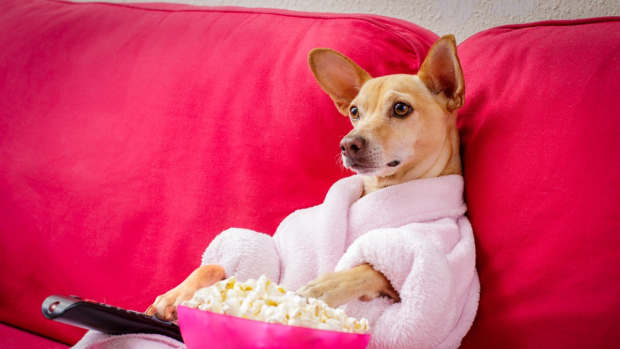 cute dog watching tv