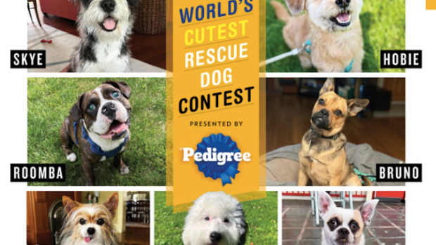 Voting has begun for People Magazine and Pedigree brands cutest rescue contest.